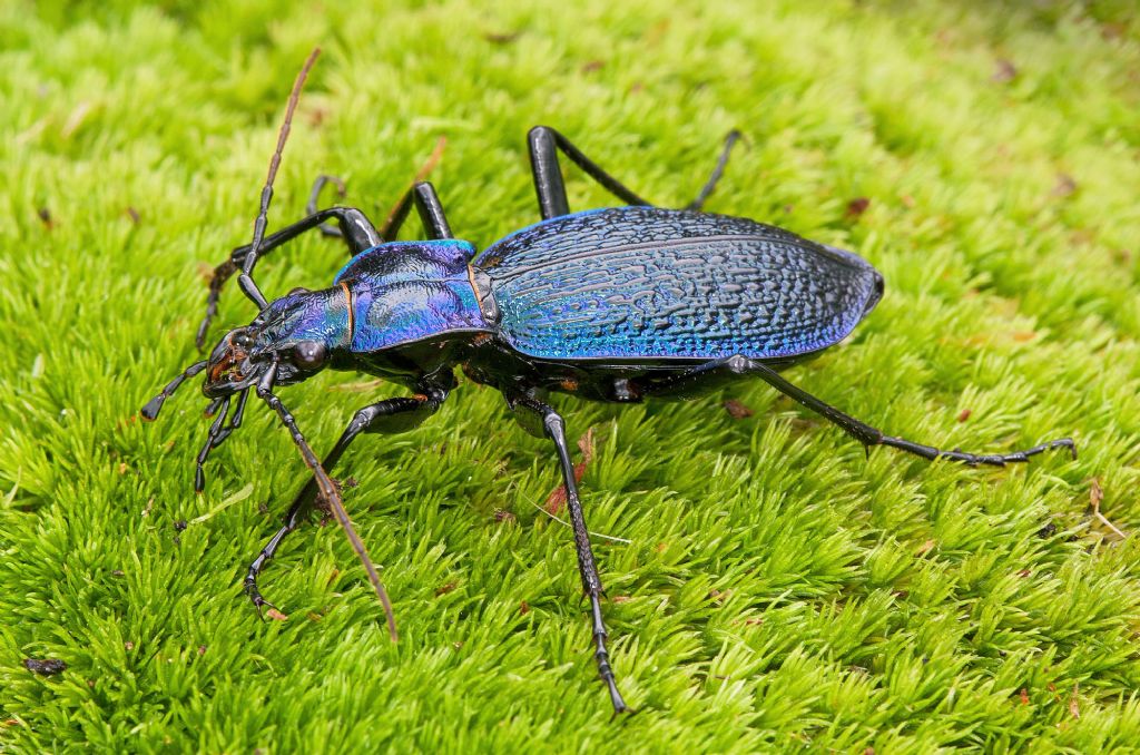 Carabus intricatus